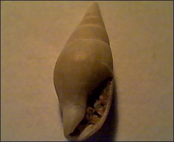 Gasteropode da id, pleistocene